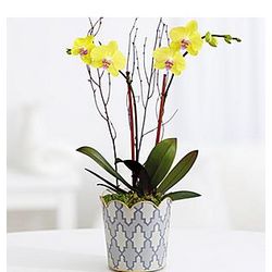 Potted Double Stem 'Fuller Sunset' Orchid