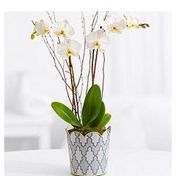 Potted Double Stem White Orchid