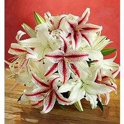 Christmas Candy Cane Lilies
