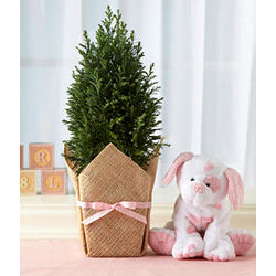 Deluxe Growing Tree for Baby Girl