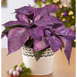 Purple Poinsettia Plant