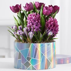 Fragrant Purple Hyacinth, Tulips & Crocus Bulb Garden