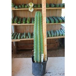 San Pedro Cactus Rooted and Potted