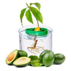 Avocado Tree Starter Kit