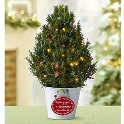 Wishing You a Rosemary Christmas Tree Plant