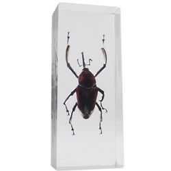 Red Palm Weevil in Lucite