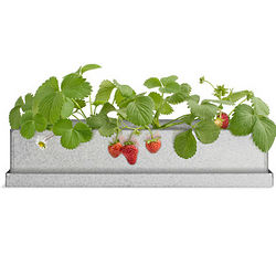 Strawberry Windowsill Growbox Kit