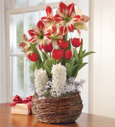 Amaryllis, Tulip, and Hyacinth Christmas Bulb Garden