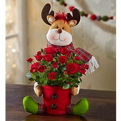Rudy the Red Rose Reindeer Plant and Vase