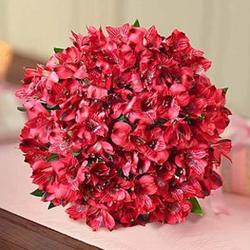 Valentine's Day Peruvian Lilies