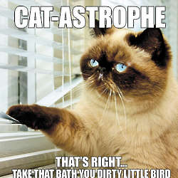 Cat-Astrophe Book