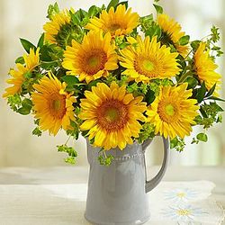 Pitcher Full of Sunflowers