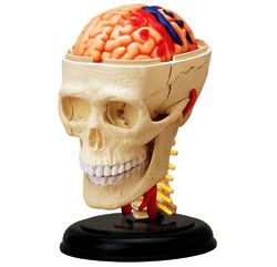 3" Human Cranial Nerve Skull Model
