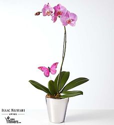 Valentine's Day Pink Phalaenopsis Plant by Isaac Mizrahi