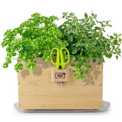 Homegrown Gourmet Cedar Window Box Planter with Herb Scissors