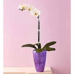 Sensational Orchid in Vase