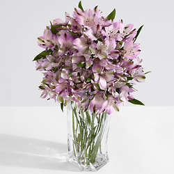 Lavender Lace Bouquet with 50 Blooms of Peruvian Lilies