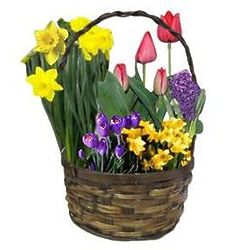 Spring Bulb Garden Gift Basket