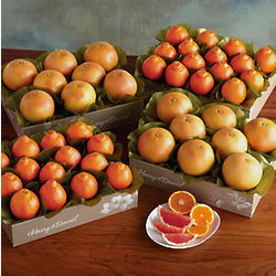 Cushman's HoneyBells and Red Grapefruit 4 Tray Gift Box