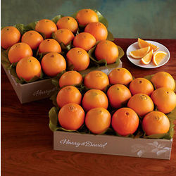Two Trays of Navel Oranges