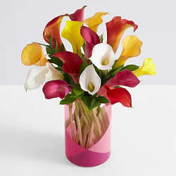 Assorted Mini Calla Lilies with Pink Geo Vase
