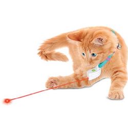 Cat Collar Laser