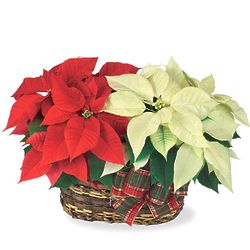 Twin Poinsettia Plants Gift Basket