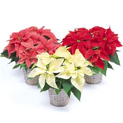 Gift Size Poinsettia in a Basket