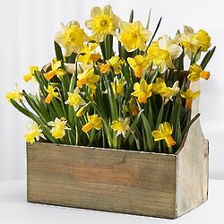 Spring Garden Narcissus Toolbox