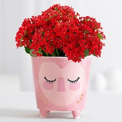 Love Your Face Red Kalanchoe in Pink Planter