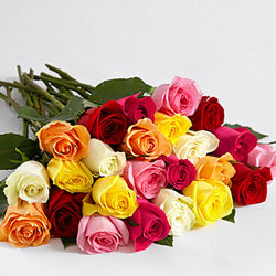 Two Dozen Rainbow Roses