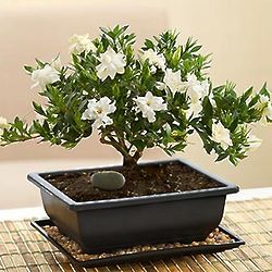 Small Gardenia Bonsai