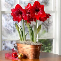 Dynamite Amaryllis Bulb Garden with Support Stakes