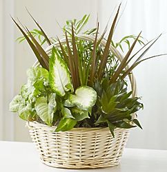 Classic Dish Garden of Greenery in a Basket