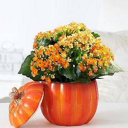 Fall Harvest Pumpkin Kalanchoe Plant