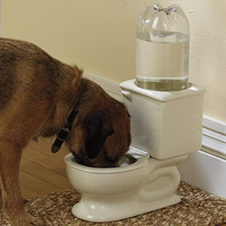 Dog Toilet Water Bowl