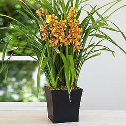 Potted Tall Orange Cymbidium Orchid