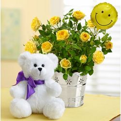 Sending You Sweet Smiles Rose Plant and Bear