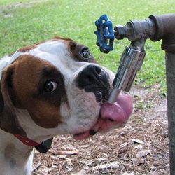 Dog Faucet Waterer