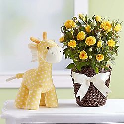 Baby's Lolly Giraffe Stuffed Animal and Yellow Rose Plant