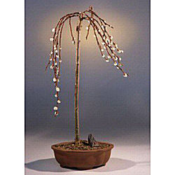 Weeping Pussy Willow Bonsai Tree