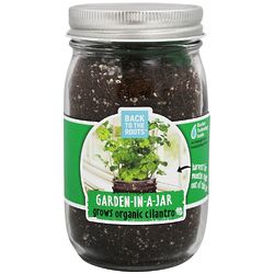 Organic Cilantro Garden-In-A-Jar