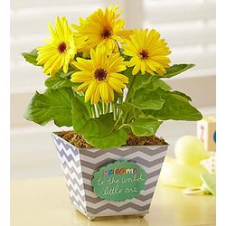 Welcome to the World Little One Yellow Gebera Daisy Plant