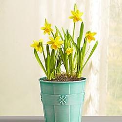 Delightful Daffodil Plant