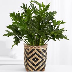 Lacy Leaf Philodendron Floor Plant