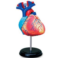4D Anatomy Heart Model