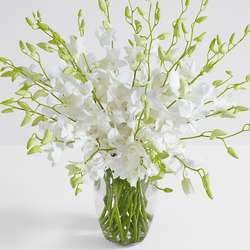 Deluxe White Dendrobium Orchids in Ginger Vase & Chocolates