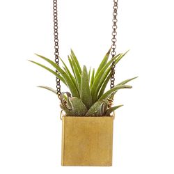 Live Succulent Plant Necklace