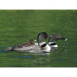 First Family of Common Loons Photographic Print