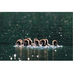 Hooded Merganser Ducklings Photographic Print